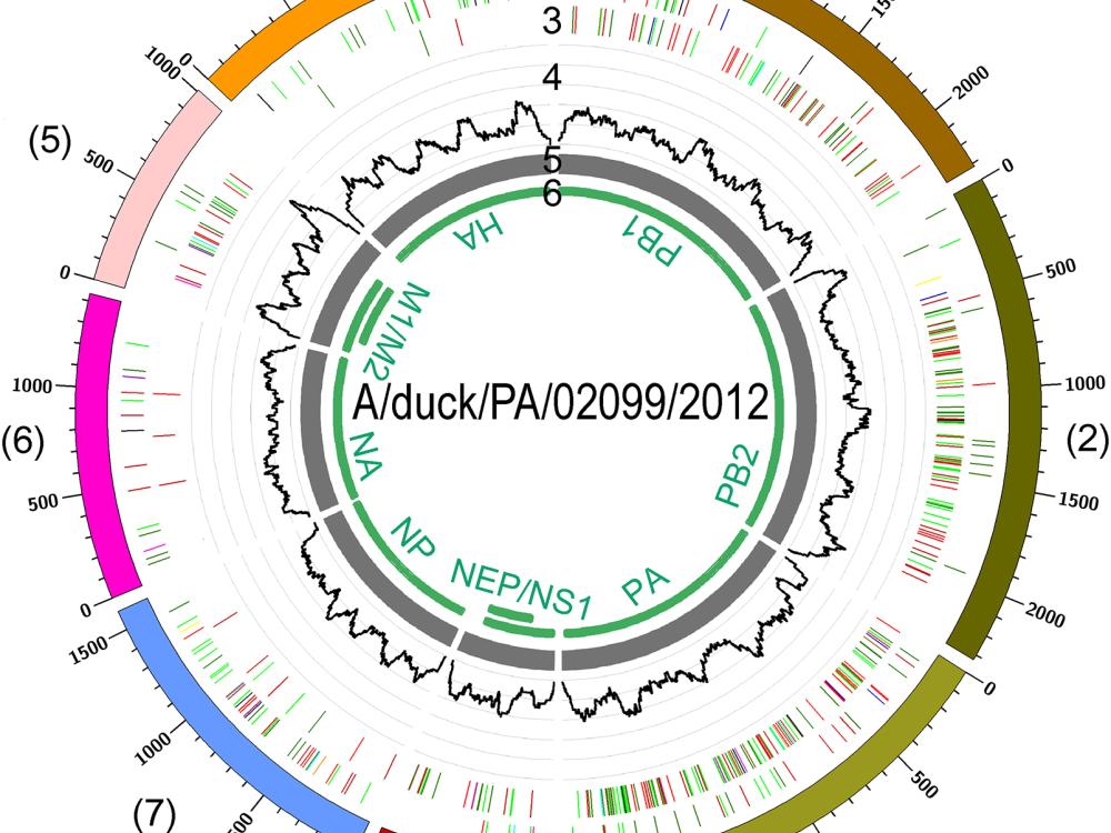 This circle diagram represents the entire genome of the influenza virus, H11N9. Whole-genomic sequencing of the virus was performed by enriching field samples with the Carbon Nanotube Size Tunable Enrichment Microdevice (CTN-STEM).