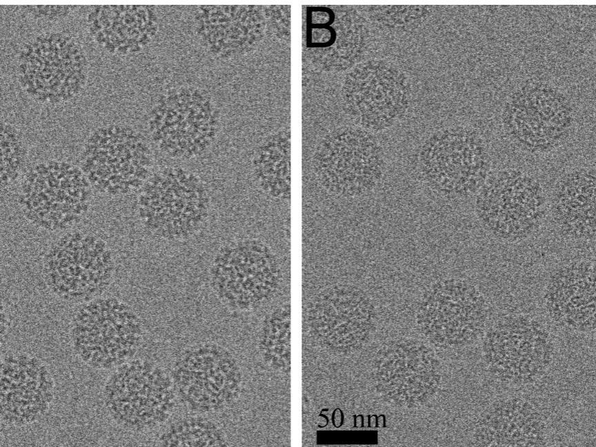 HPV 16