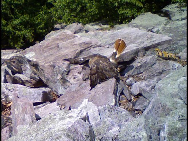hawk attacking foam model