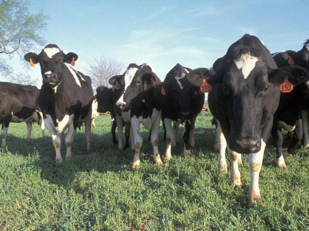 dairy cows