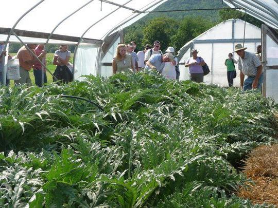 Artichokes at Ag Progress Days High Tunnel Tour