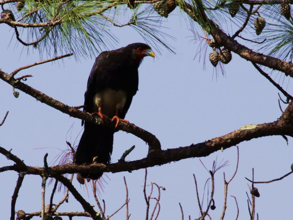 red-throated caracara perched in tree