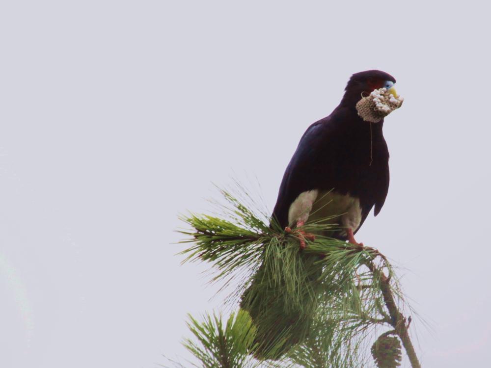 Red-throated Caracara in tree