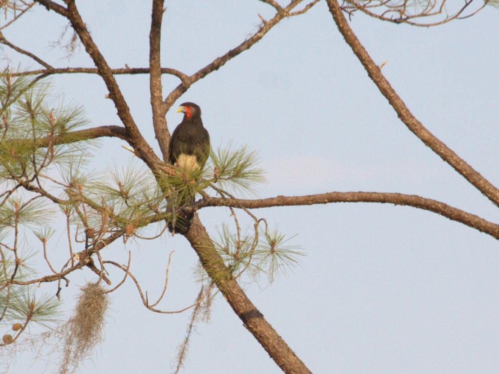Red-throated Caracara perched in tree
