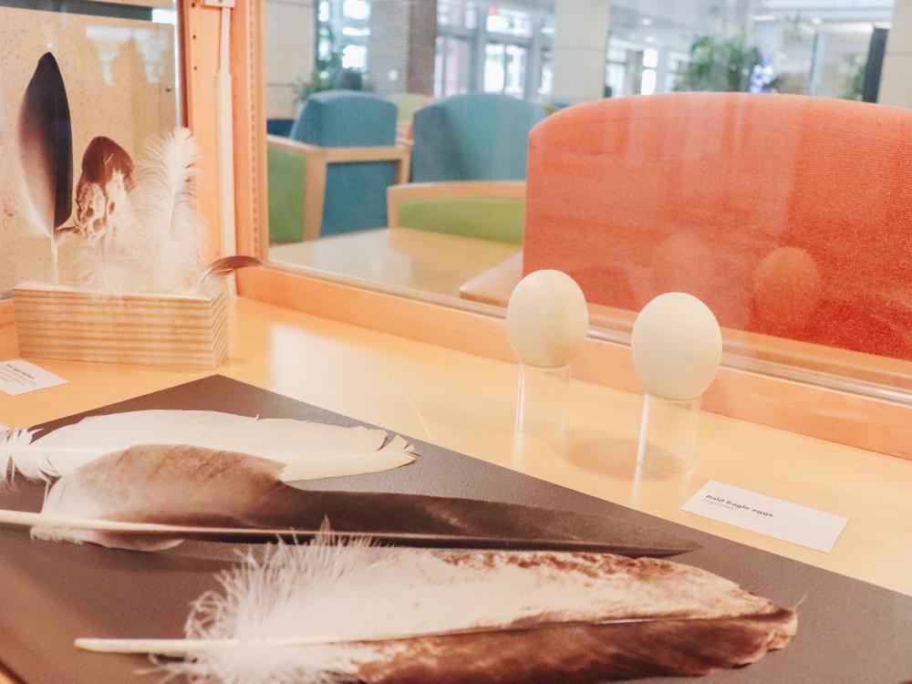 bird feathers and eggs on display