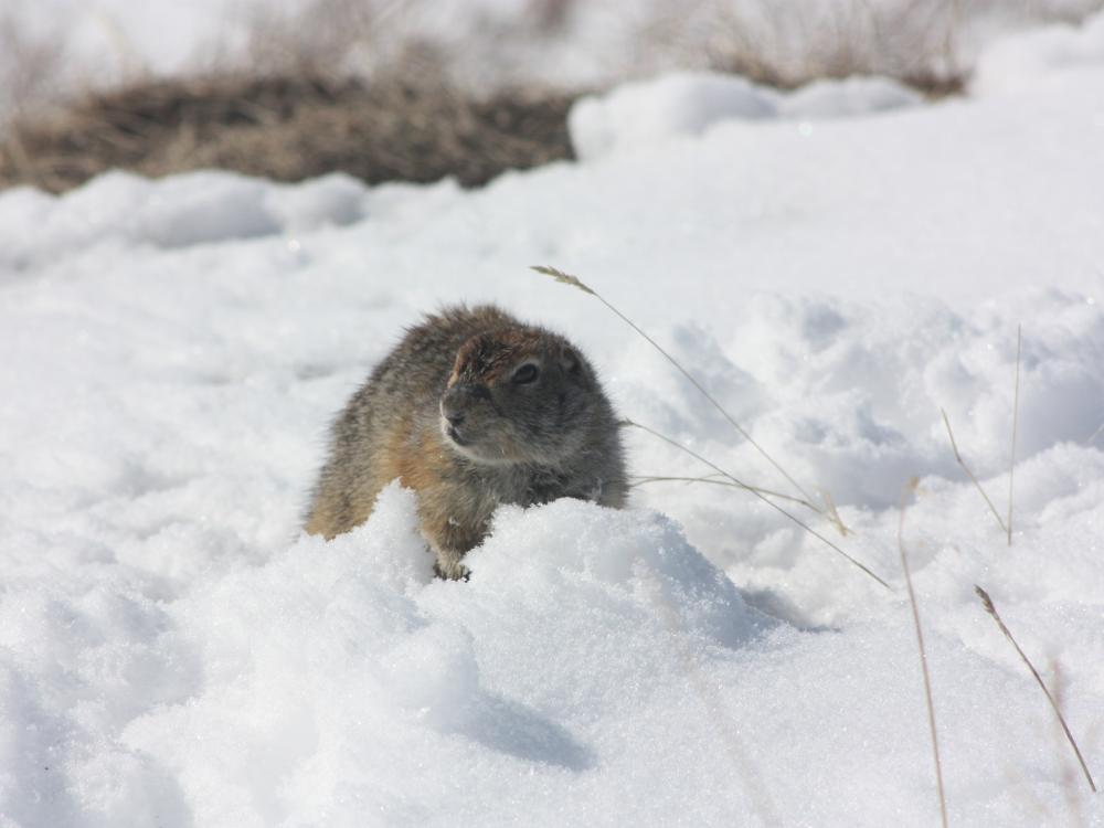 Alaskan ground squirrel in the snow