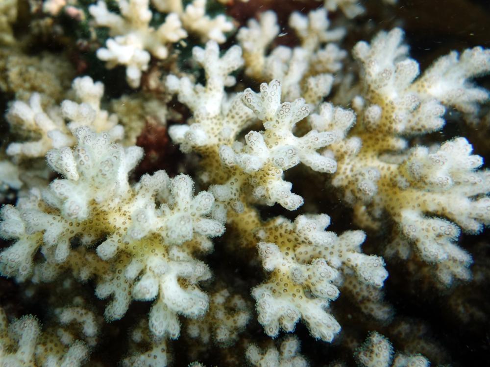 Pocillopora corals in the Western pacific