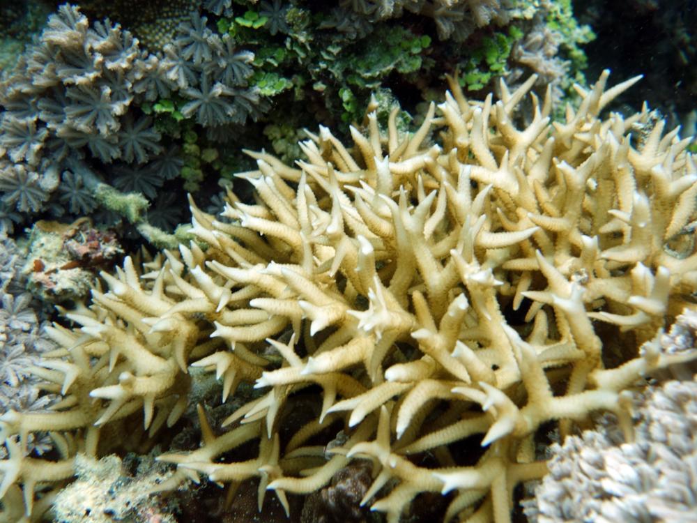 Seriatopora corals in the Western Pacific