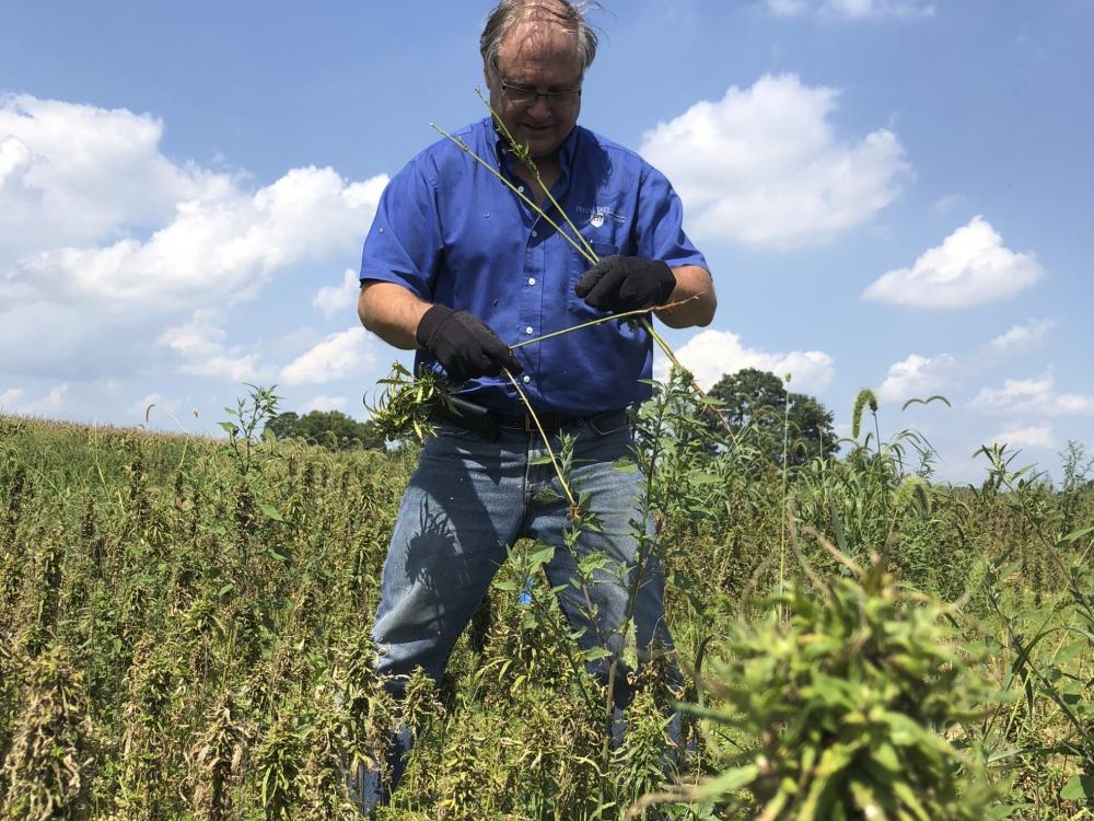 Jeff Graybill with hemp plants