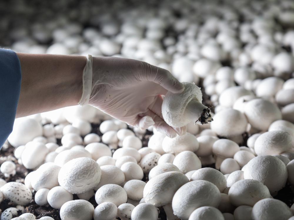 white button mushrooms