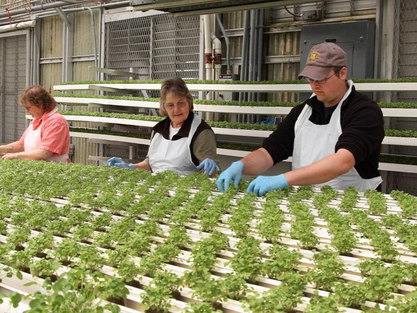 Lakeville Greenhouse