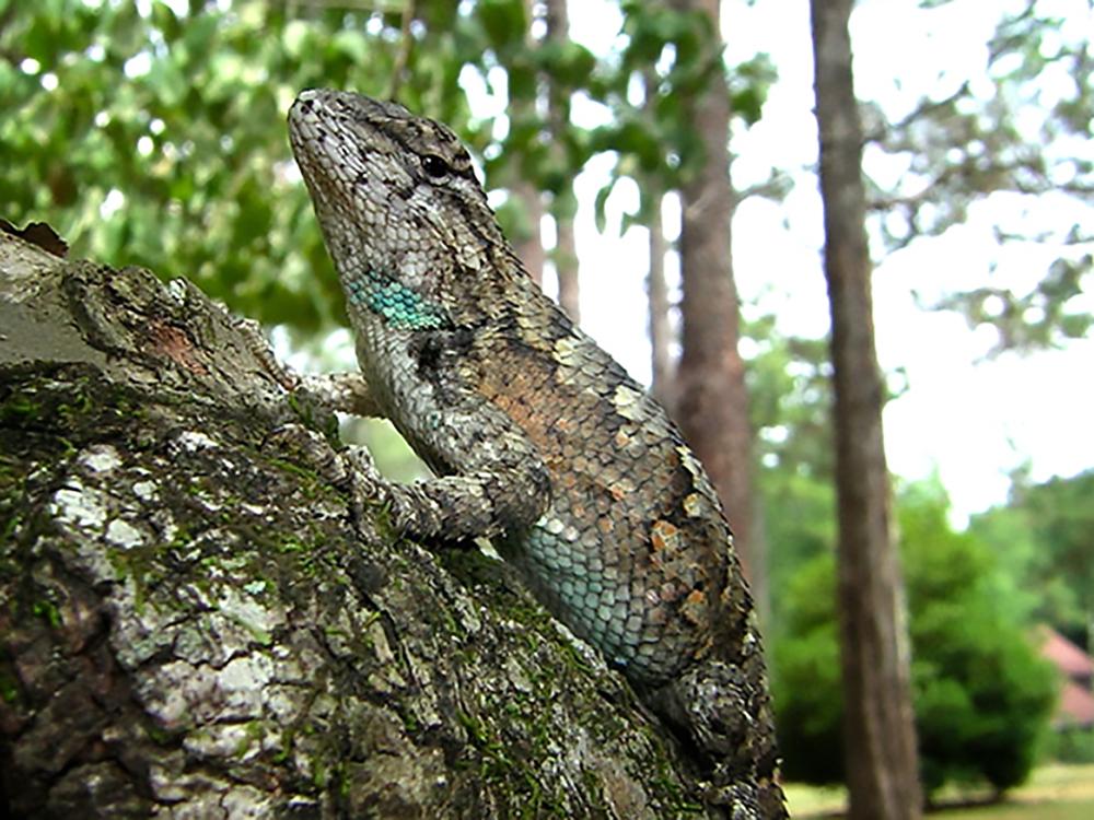 Lizard