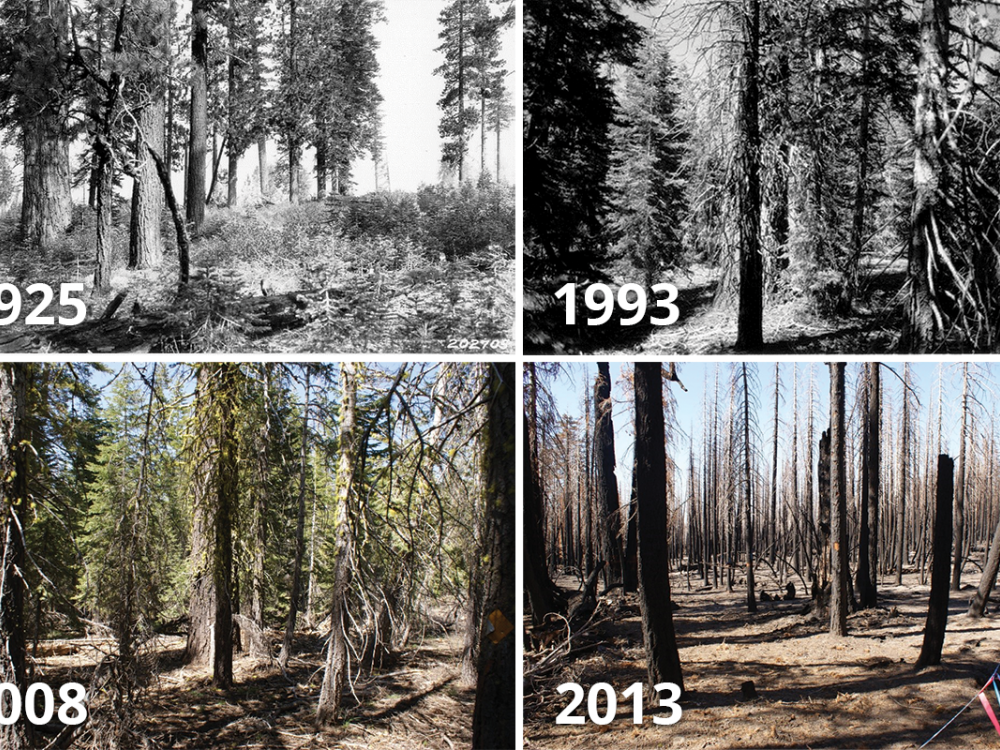 Repeat photographs of a wooded area from 1925, 1993, 2008 and 2013 showing how the forest grew denser and then burned in the Reading Fire in 2012