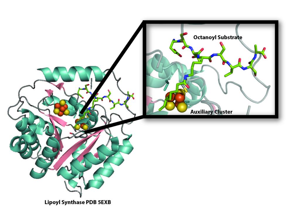 Model of the crystal structure of the lipoyl synthase enzyme