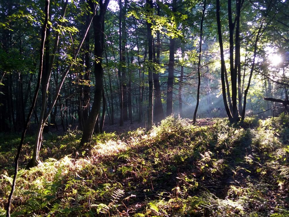 Sunlight penetrating stand of trees