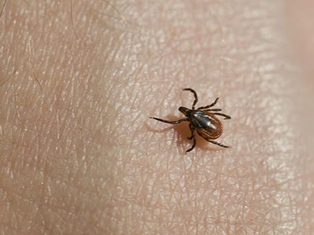 Tick
