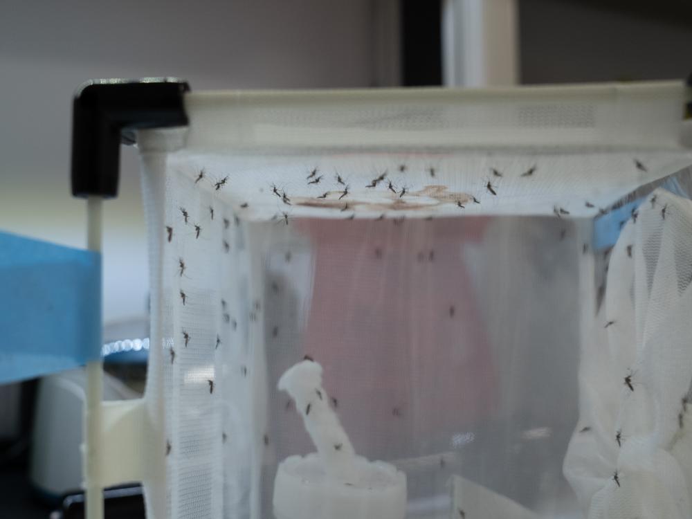 Mosquitoes in the lab