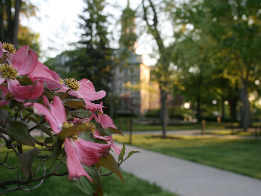 A pink dogwood tree blooms on campus