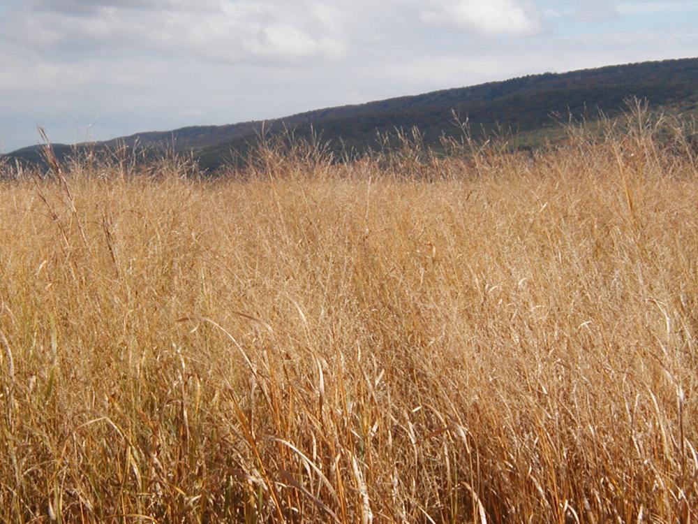 A switchgrass field in Centre County, Pa. 