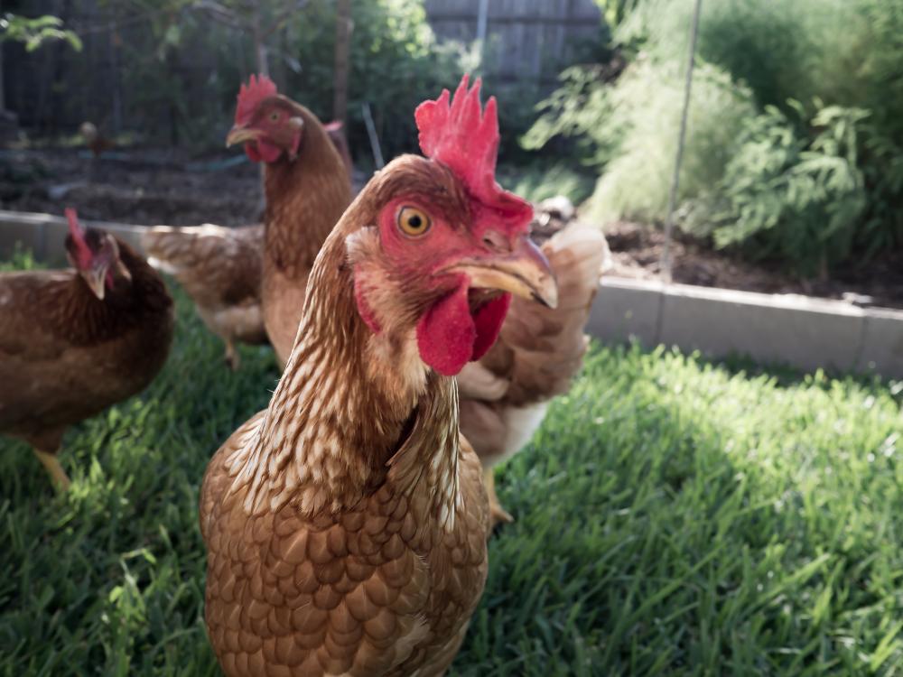 brown hen