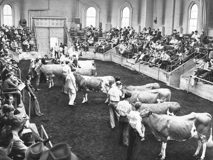 Stock Judging Pavilion interior 1940s