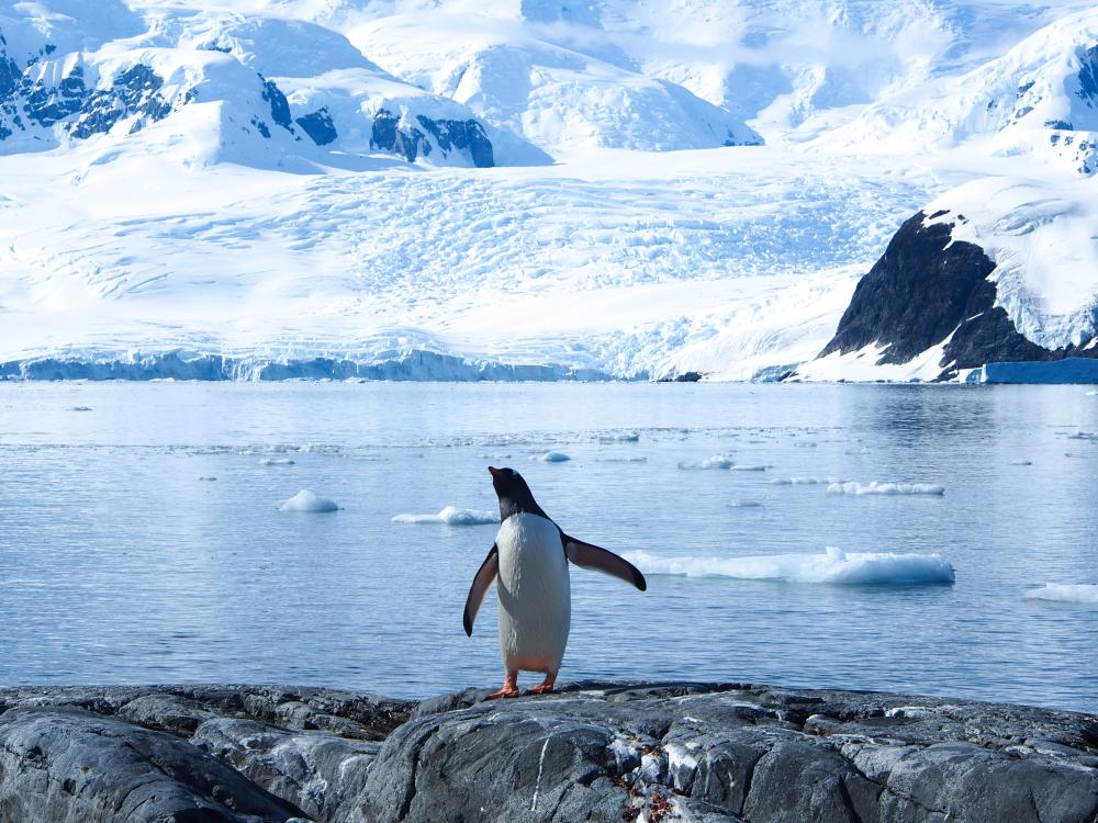 Penguin on an Antarctic glacier