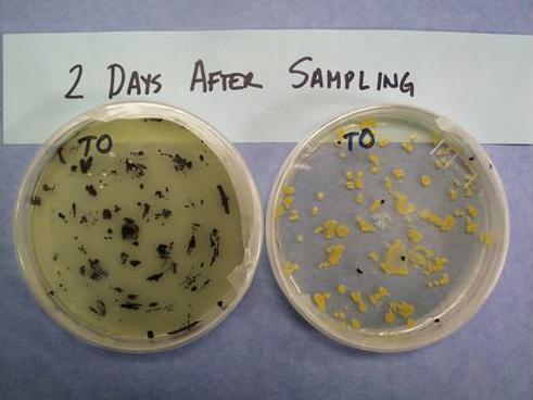growing staph bacteria