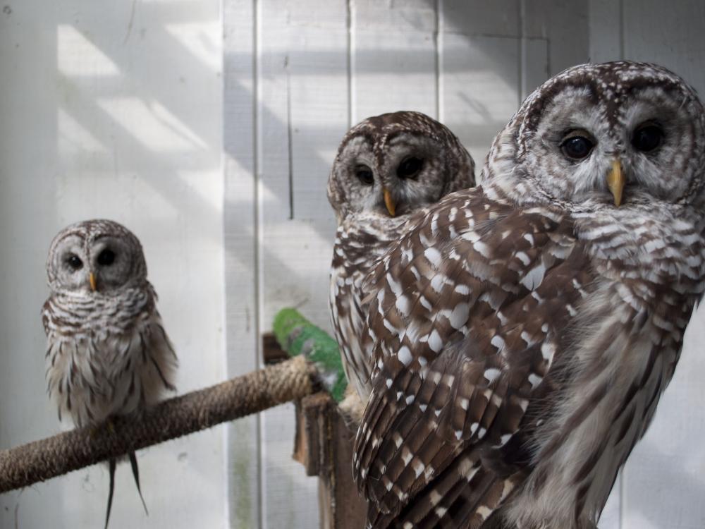 Barred owls