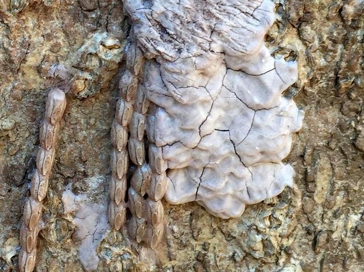 Spotted lanternfly egg masses