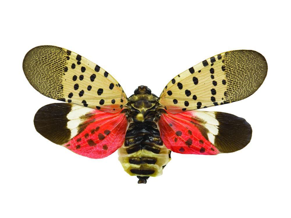 Spotted Lanternfly wing spread