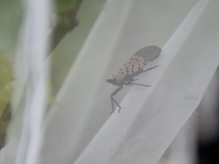 Spotted Lantern Fly