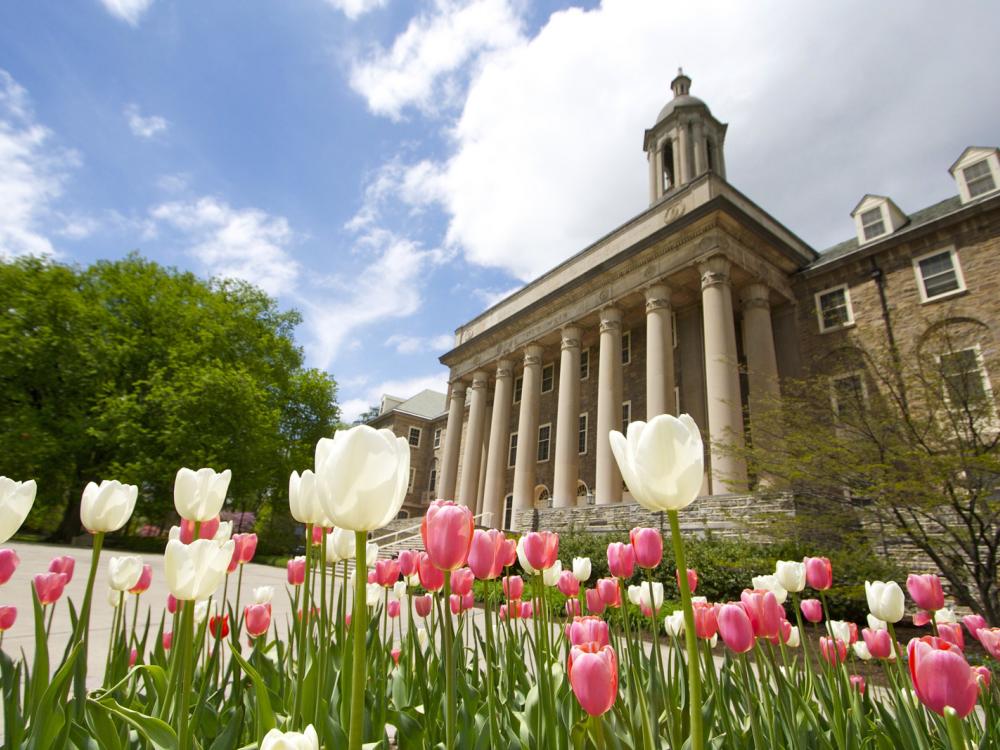 Tulips outside Old Main