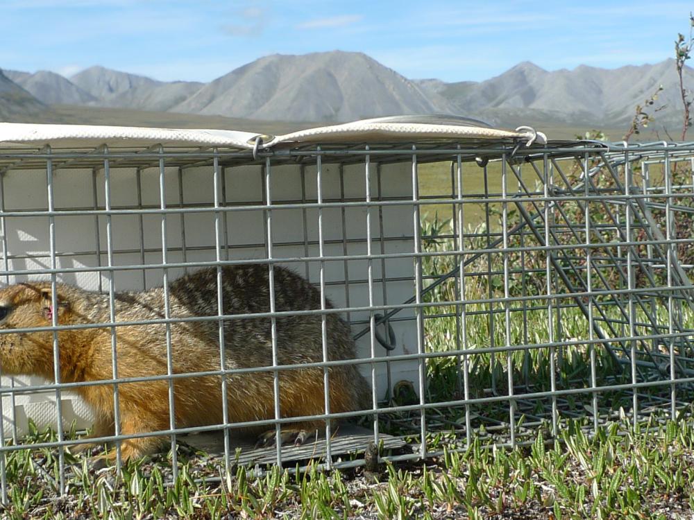 An Alaskan ground squirrel in a trap in Alaska