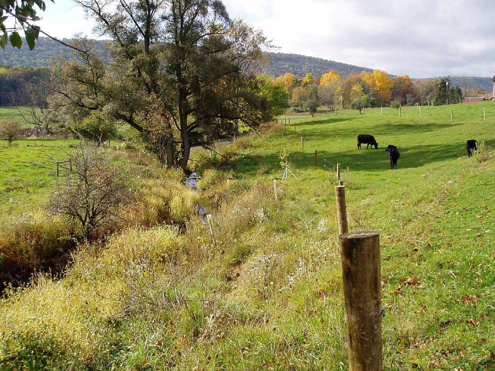 Streambank fence and buffer