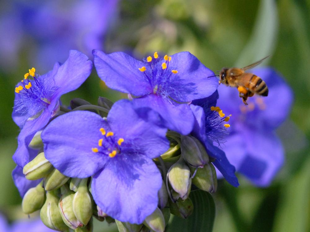 Spiderwort and bee