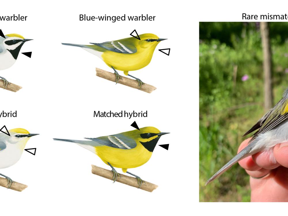 illustration of warblers and their patches, photo of hybrid