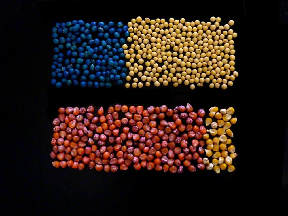 neonicitinoid coated seeds displayed