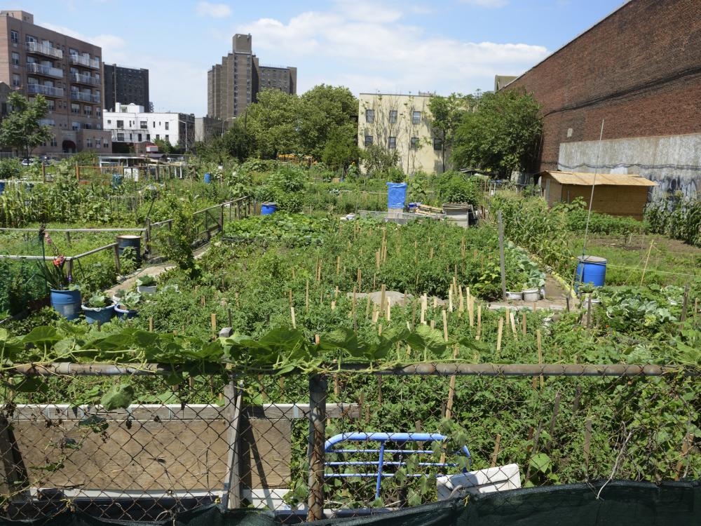 food growing plot