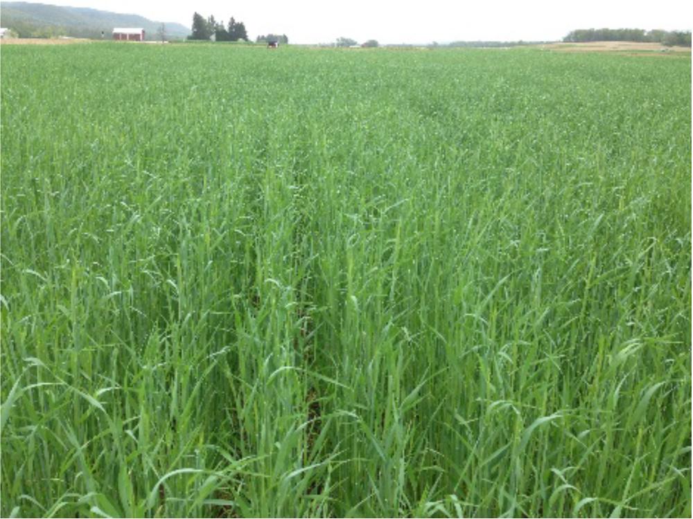 winter rye silage crop