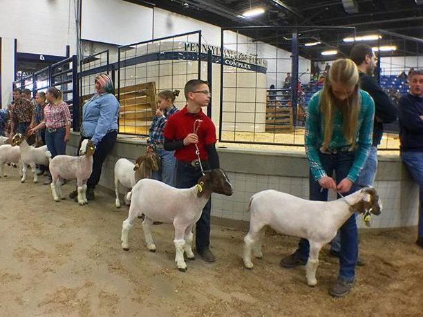 Farm Show Jr. Goat Show