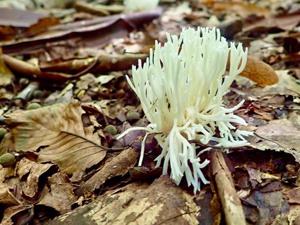 A flower surrounded by fallen leaves