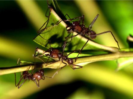 Leaf cutter ant