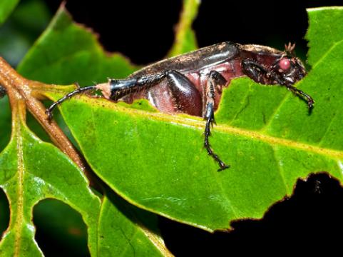 Scarab Beetle