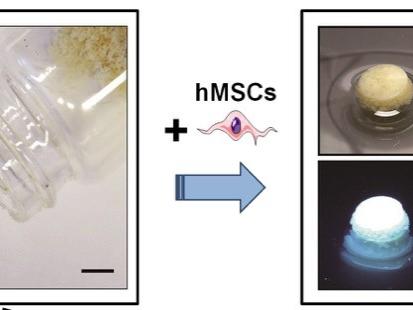 cultured stem cells