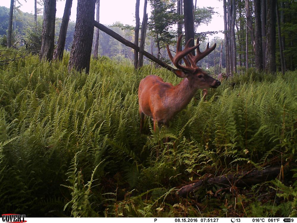 buck in ferns