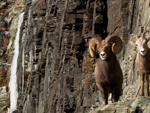 big horn sheep on cliff