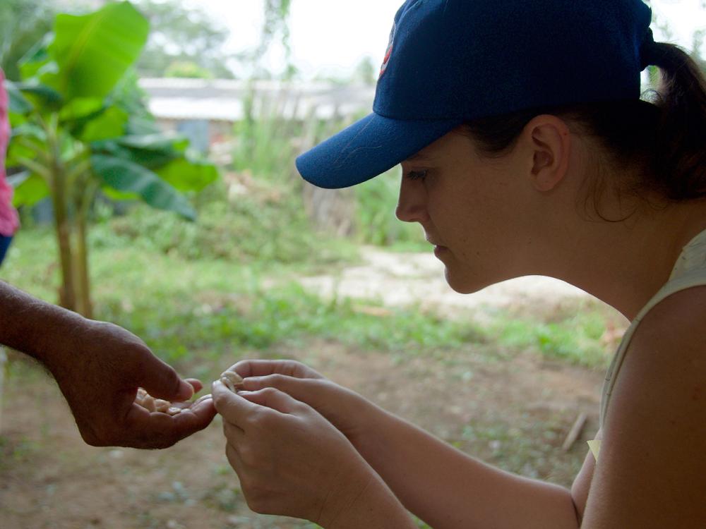 cacao volunteer