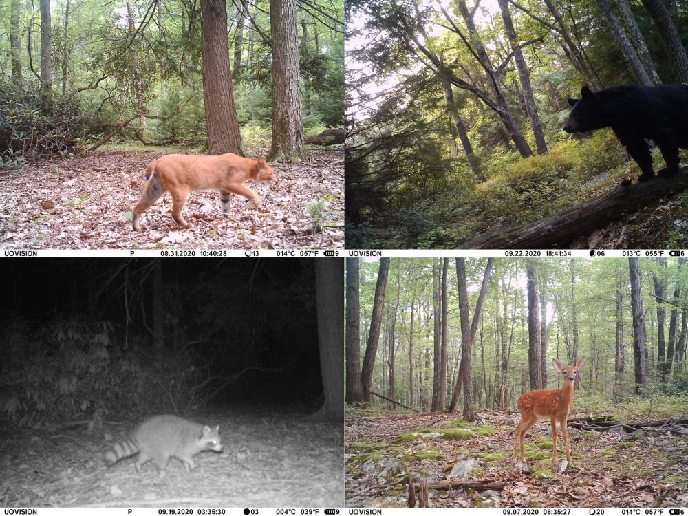 bobcat, bear, raccoon, and fawn in separate photos