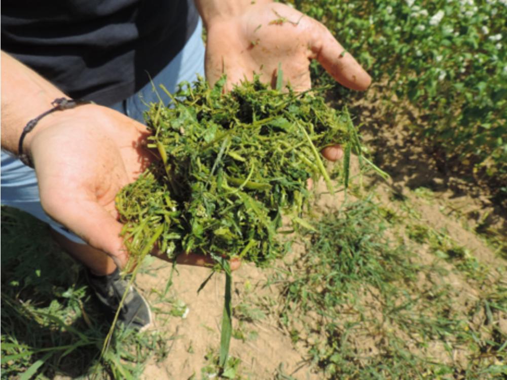 carbon-sugar to be incorporated