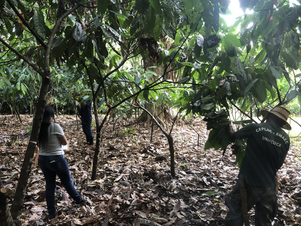 with cacao trees